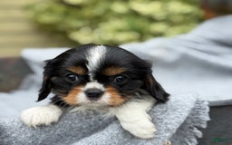 Cavalier King Charles Spaniel dogs for sale: Conny - Image 2