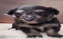 Shetland Sheepdog dogs for sale: Eclipse-Micro Mini - Image 2