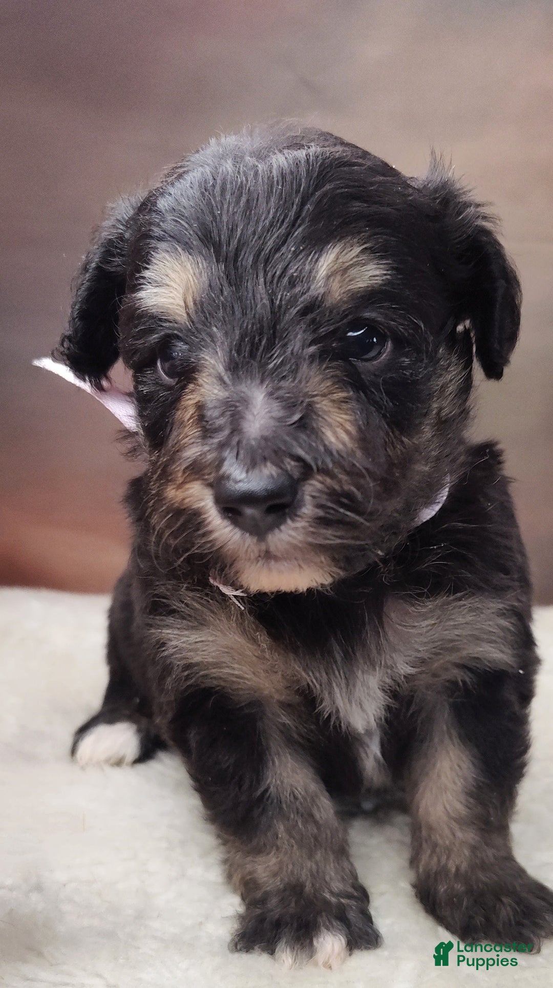Shetland Sheepdog dogs for sale: Eclipse-Micro Mini - Image 2