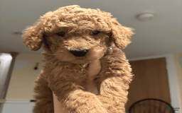 Goldendoodle dogs for sale: Coda - Image 3