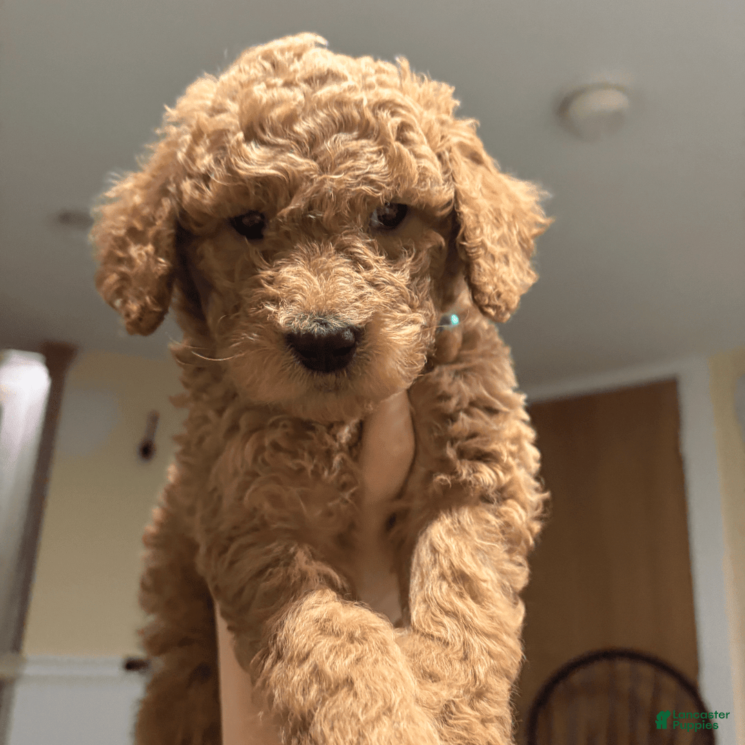 Goldendoodle dogs for sale: Coda - Image 3