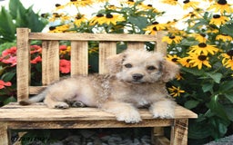 Rat Terrier dogs for sale: Teddy - Image 2