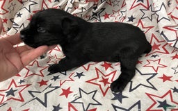 Standard Schnauzer dogs for sale: Samuel - Image 3