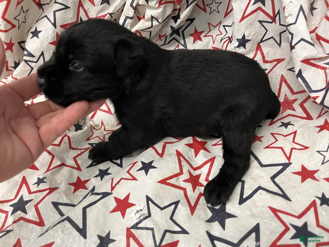 Standard Schnauzer dogs for sale: Samuel - Image 3