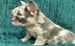 French Bulldog dogs for sale: Fluffy French Bulldog - Image 4