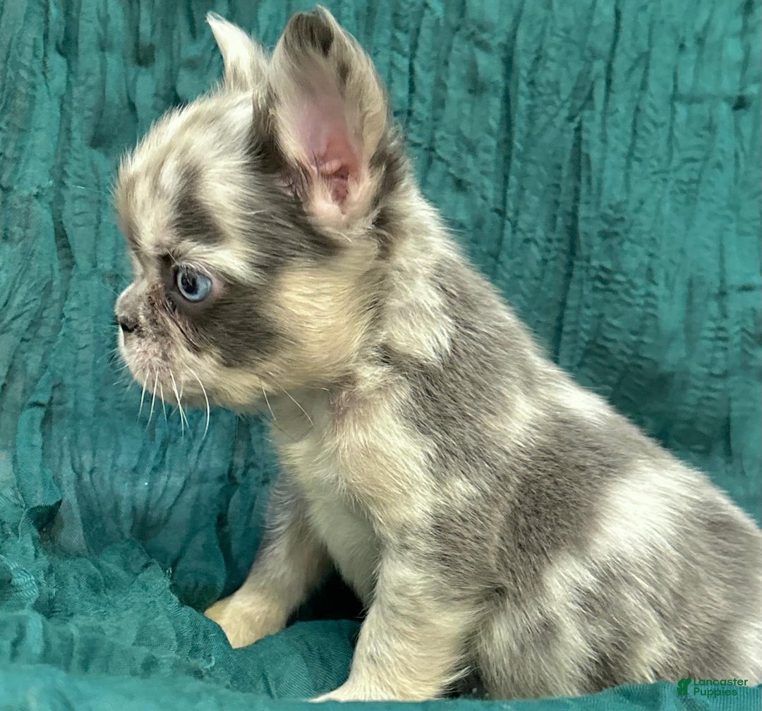 French Bulldog dogs for sale: Fluffy French Bulldog - Image 4