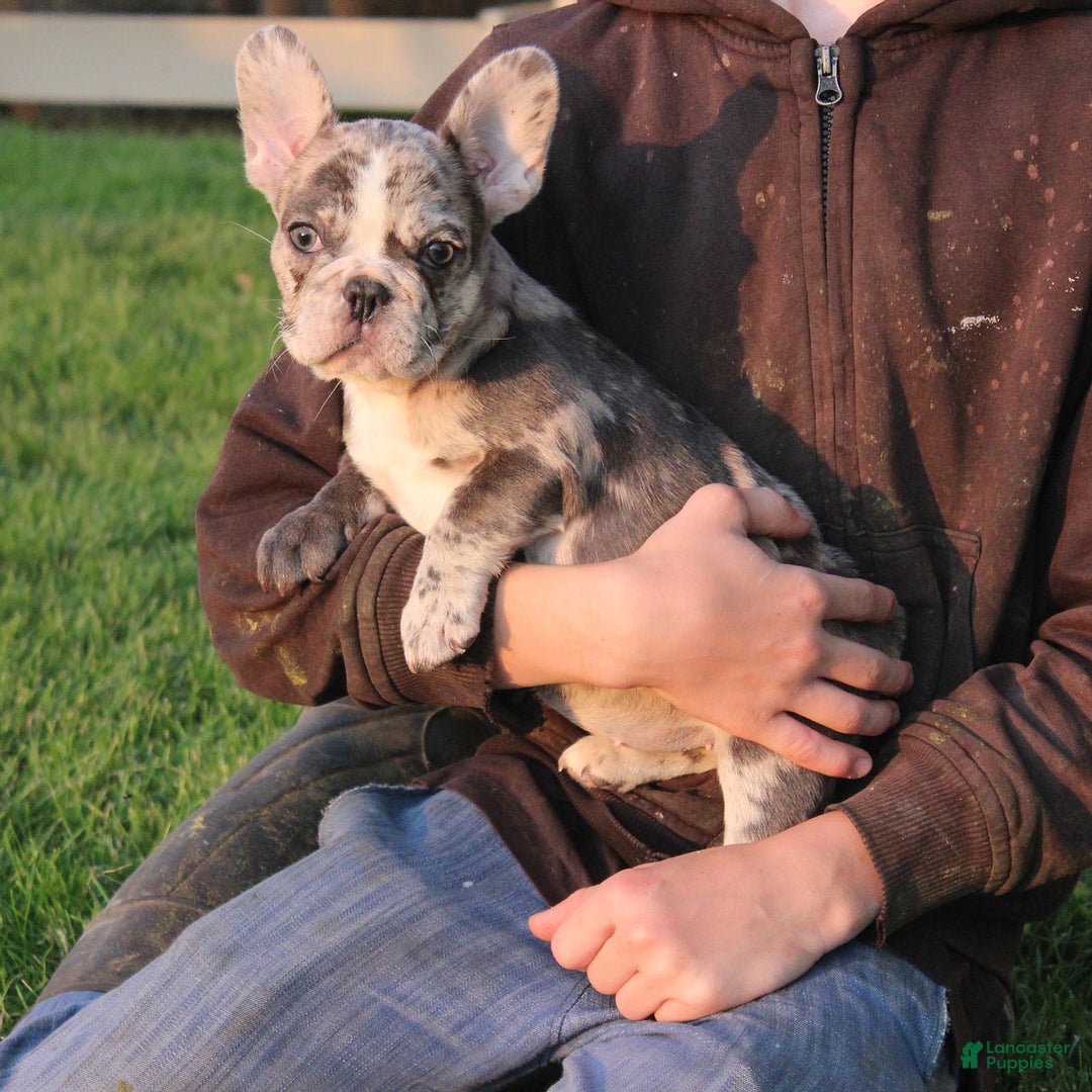 French Bulldog dogs for sale: French Bulldog 2 puppies - Image 4