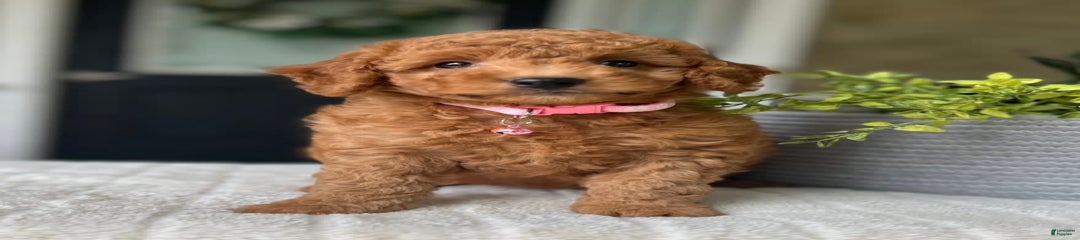 Sadie