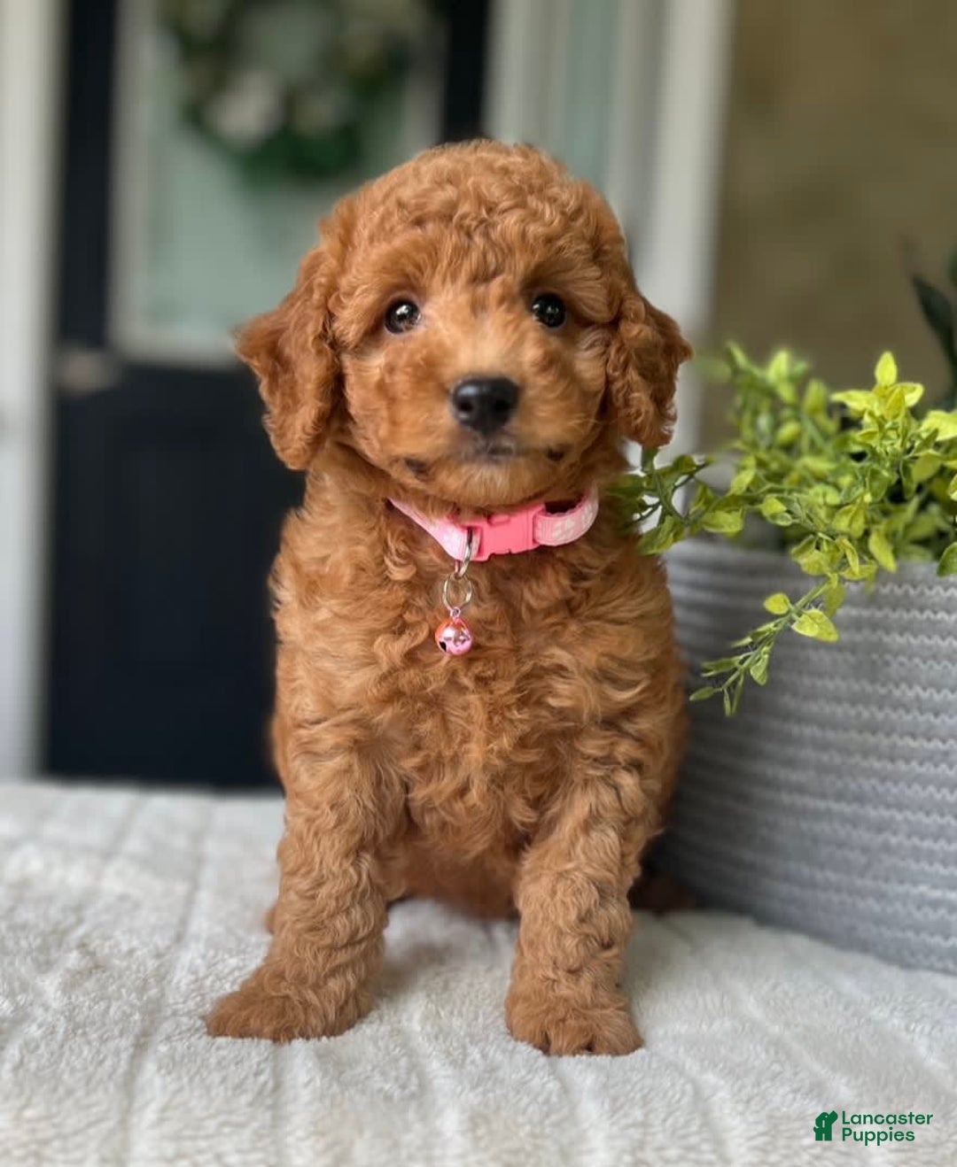 Mini Goldendoodle dogs for sale: Sadie - Image 1