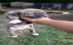 American Pit Bull Terrier dogs for sale: Lexi - Image 10