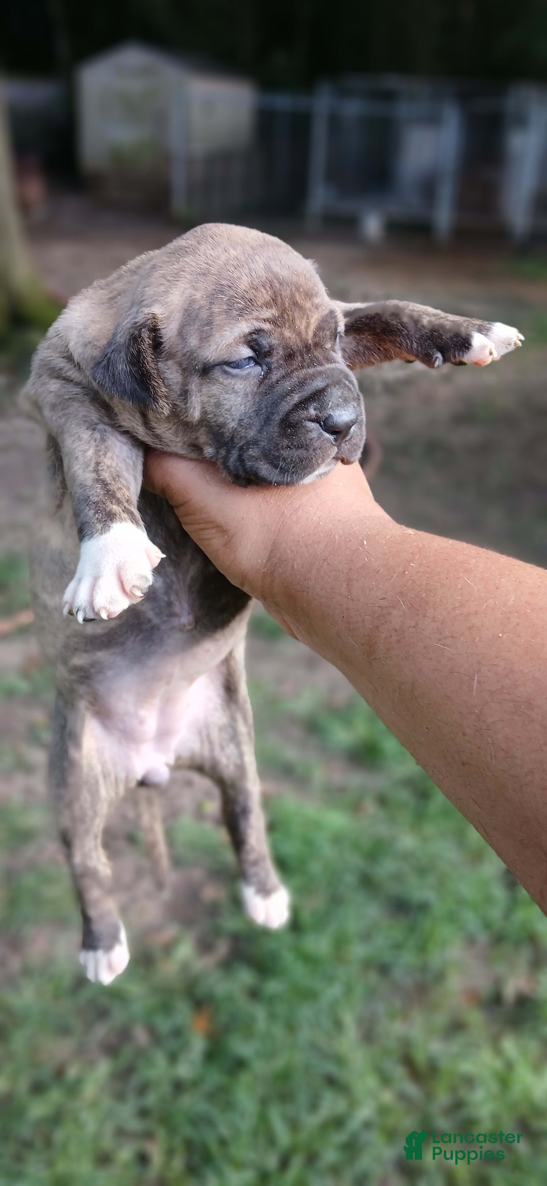 American Pit Bull Terrier dogs for sale: Lexi - Image 10
