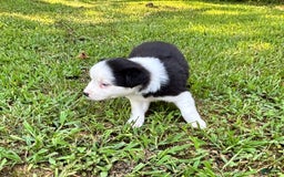 Australian Shepherd dogs for sale: Lilly - Image 8