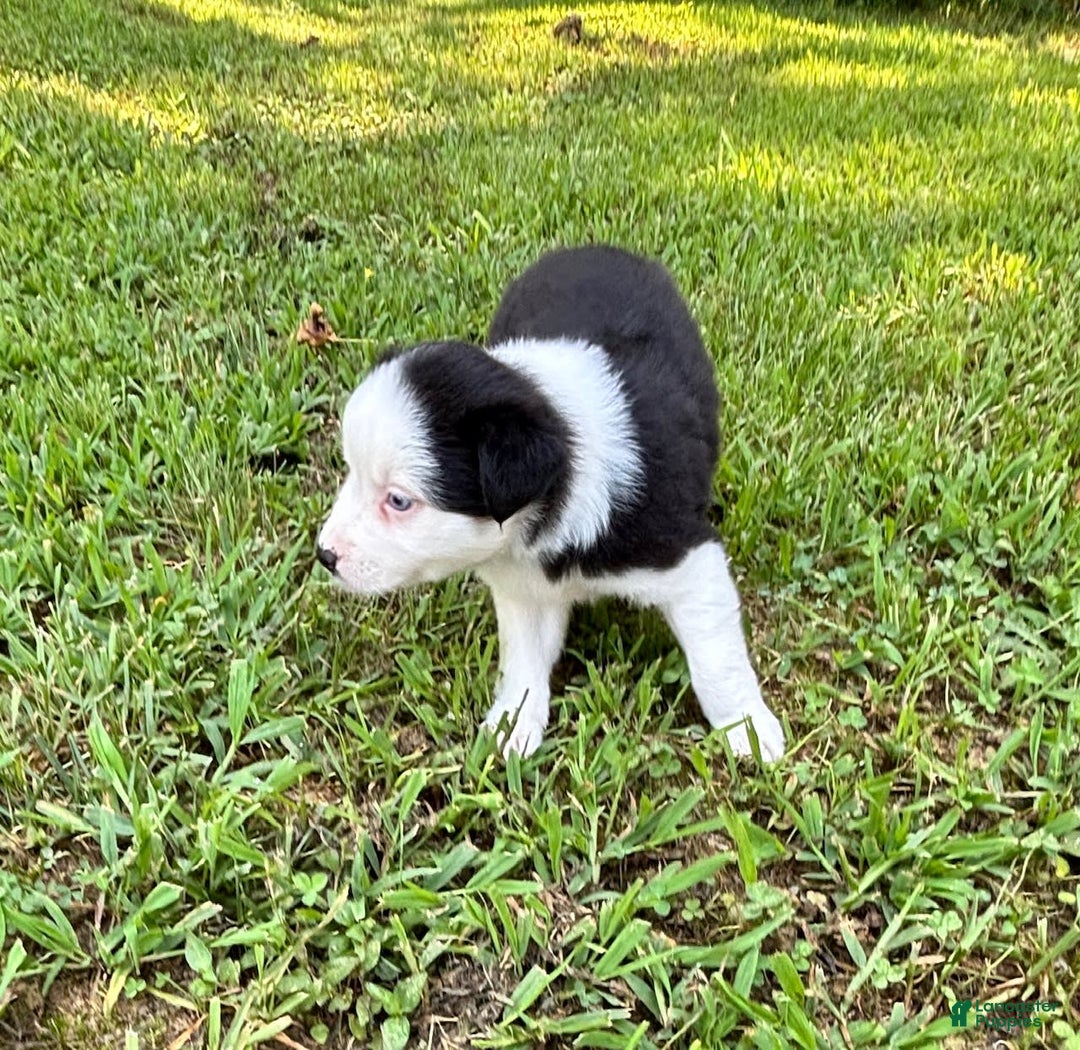 Australian Shepherd dogs for sale: Lilly - Image 8