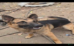 Gerberian Shepsky dogs for sale: Girl 1 - Image 3