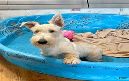 Scottish Terrier dogs for sale: Ollie - Image 6