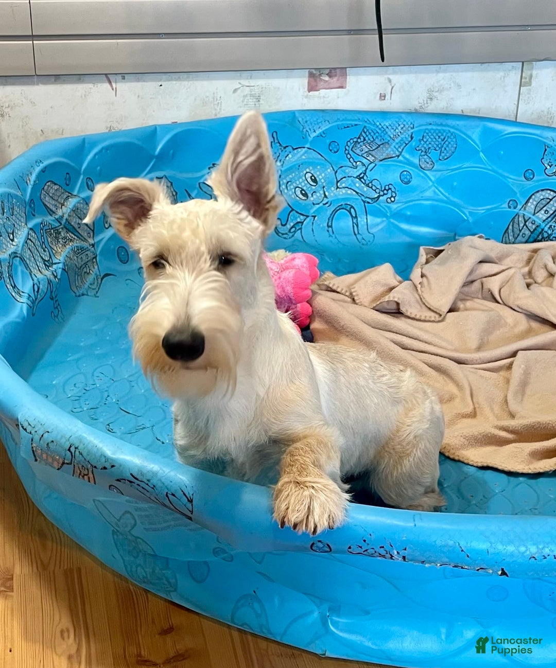 Scottish Terrier dogs for sale: Ollie - Image 6