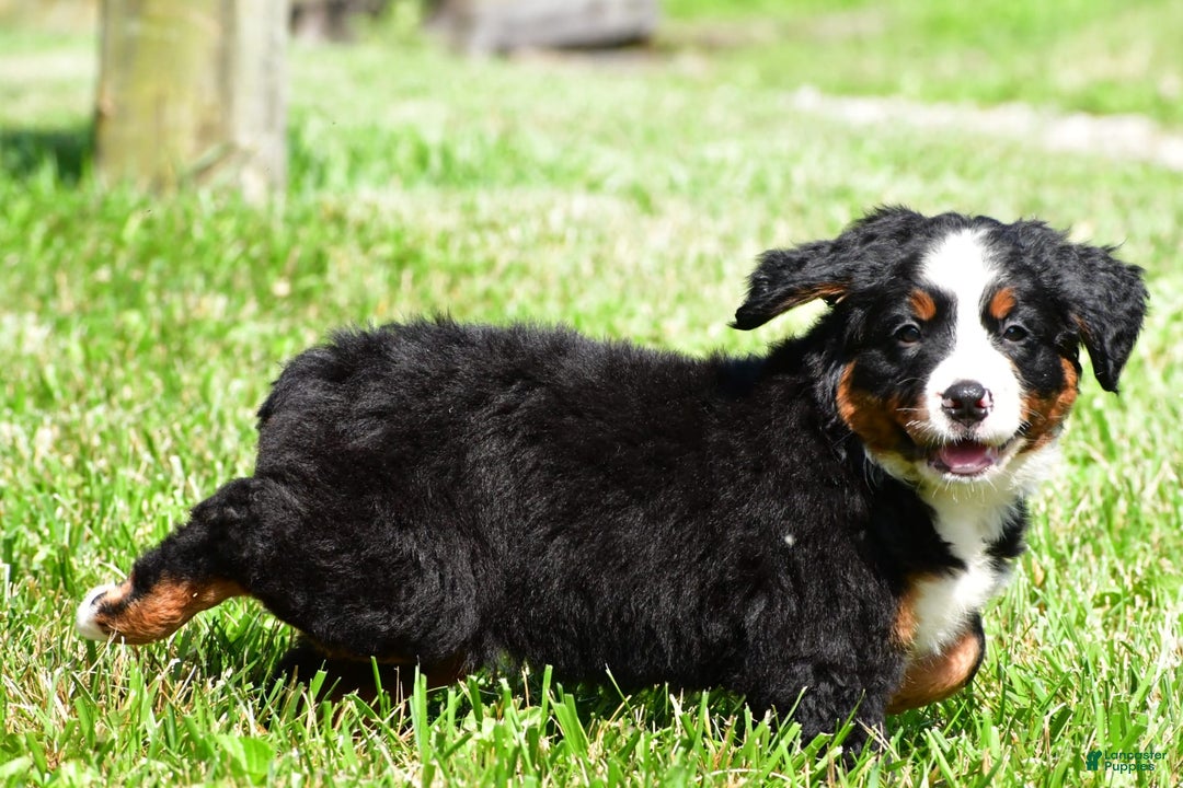 Bernese Mountain Dog dogs for sale: Bluebell - Image 4