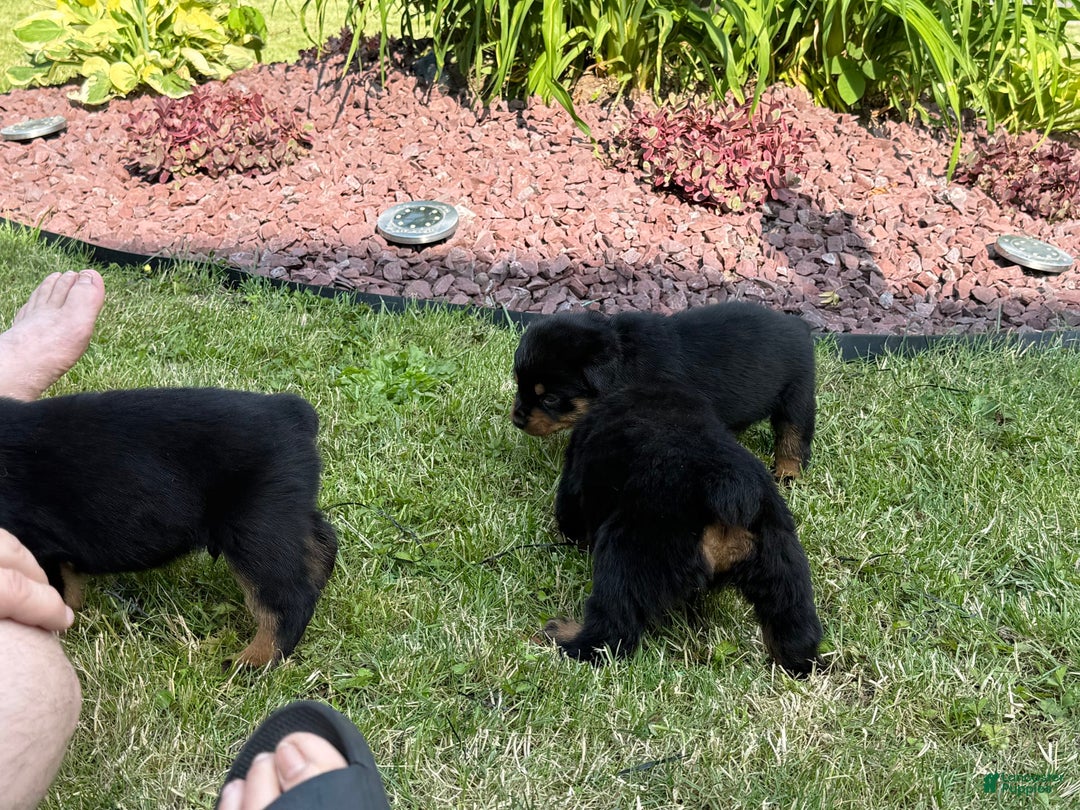 Rottweiler dogs for sale: Briggs - Image 5