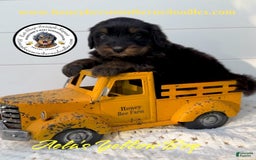 Mini Bernedoodle dogs for sale: Aelas Yellow Boy - Image 11