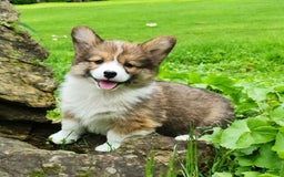 Welsh Corgi Pembroke dogs for sale: Trey Fluffy - Image 17