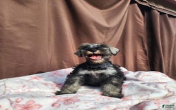 Miniature Schnauzer dogs for sale: Junior - Image 2
