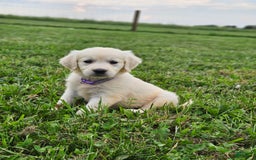 Golden Retriever dogs for sale: Jasmine - Image 5