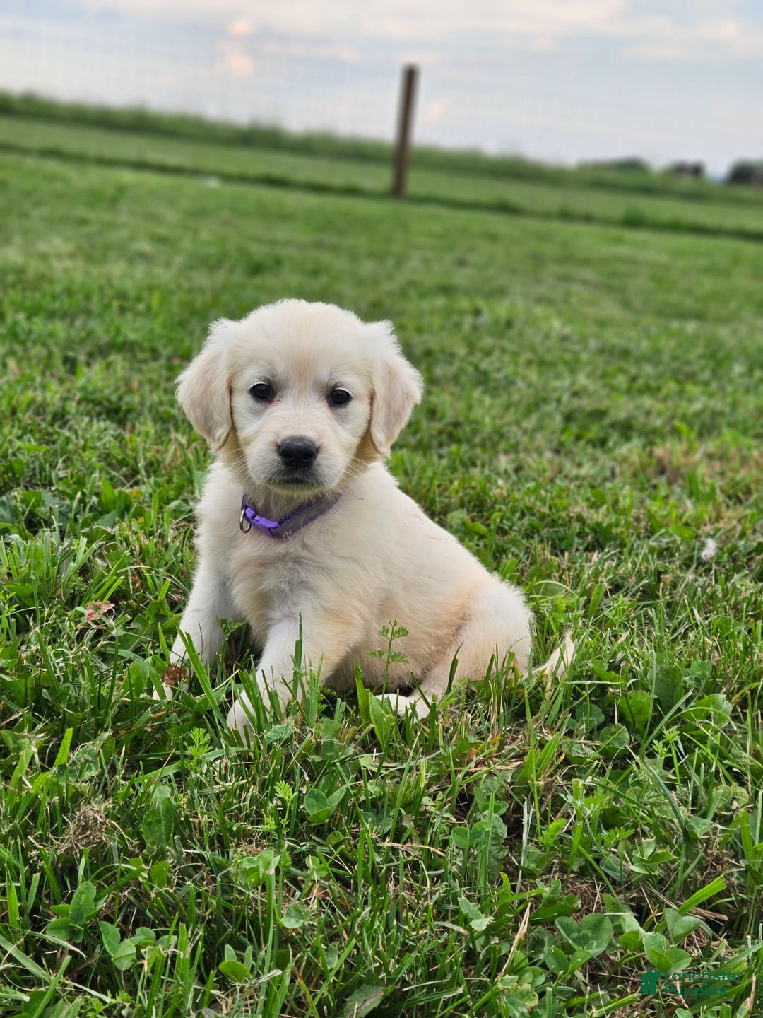 Golden Retriever dogs for sale: Jasmine - Image 5
