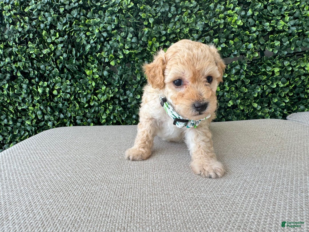 Toy Poodle dogs for sale: Tito - Image 6