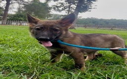 German Shepherd dogs for sale: German Shepherd 2 puppies - Image 5