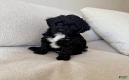 Cockapoo dogs for sale: Sage - Image 10