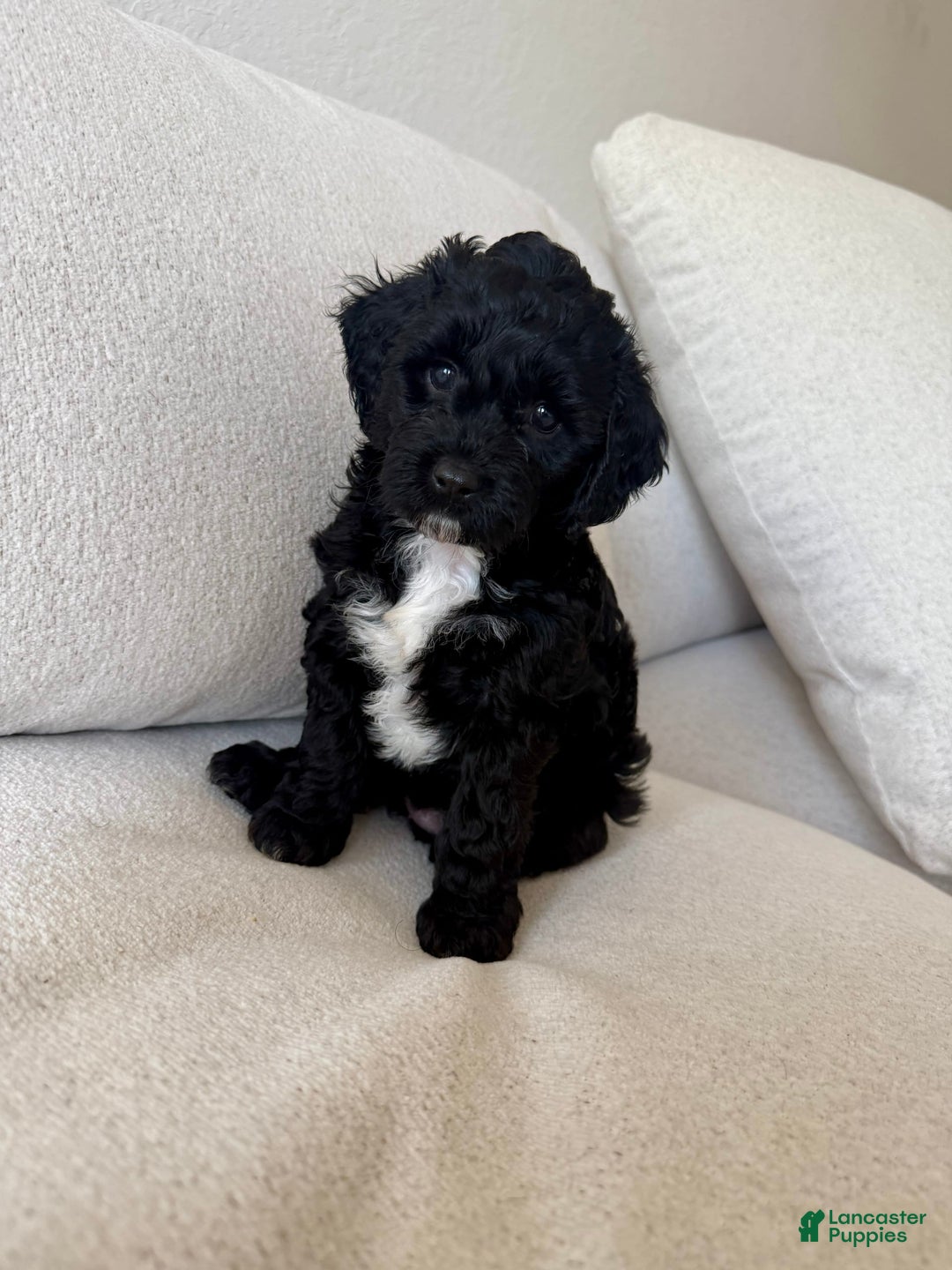 Cockapoo dogs for sale: Sage - Image 10