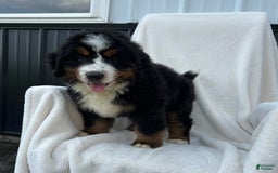 Bernese Mountain Dog dogs for sale: Bailey - Image 13