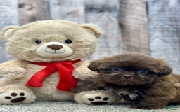 Shih Tzu dogs for sale: Sugar - Image 3