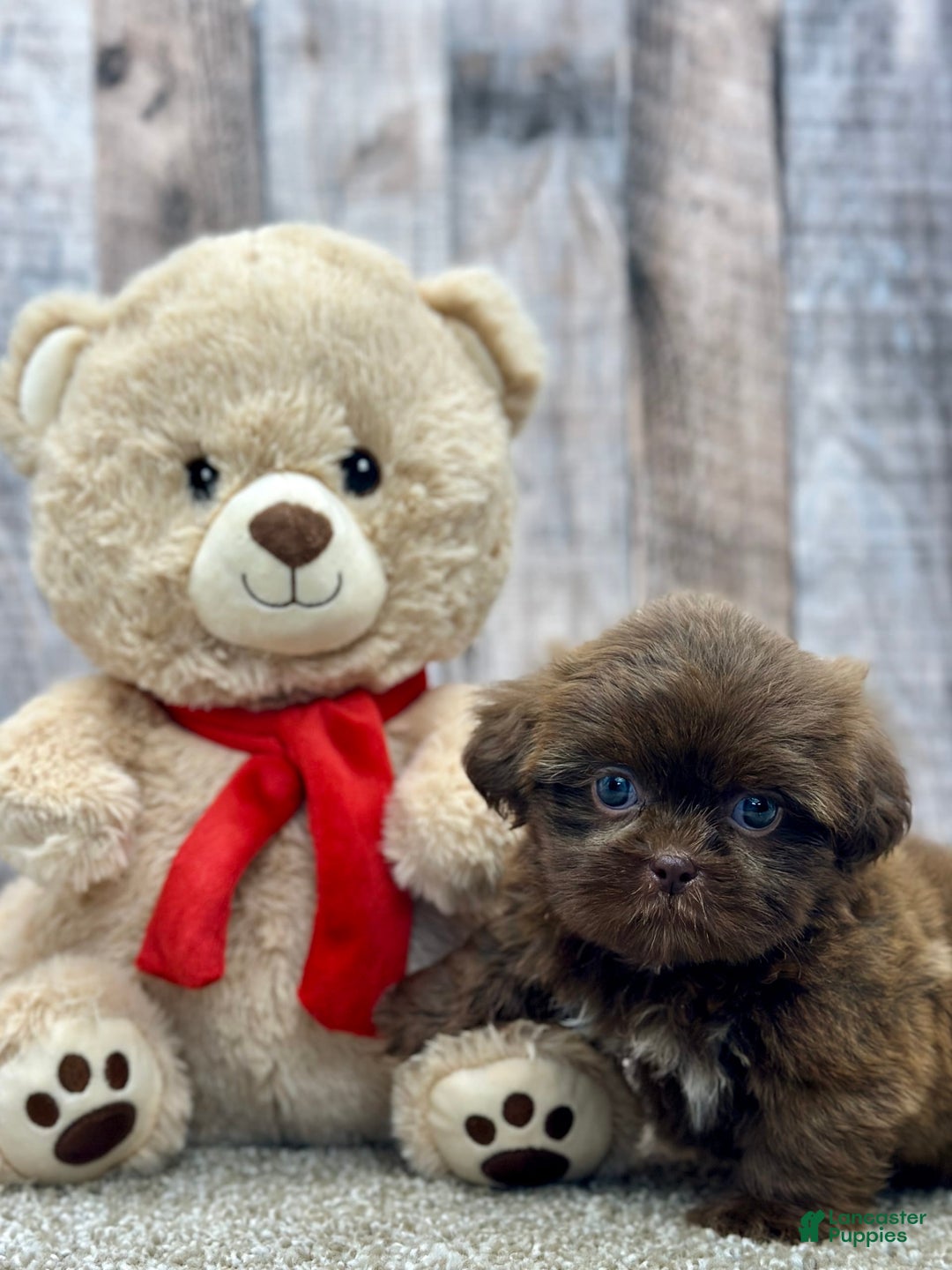 Shih Tzu dogs for sale: Sugar - Image 3