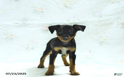 Miniature Pinscher dogs for sale: Isaac - Image 3