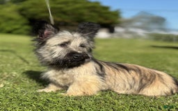 Skye Terrier dogs for sale: Vikki - Image 7