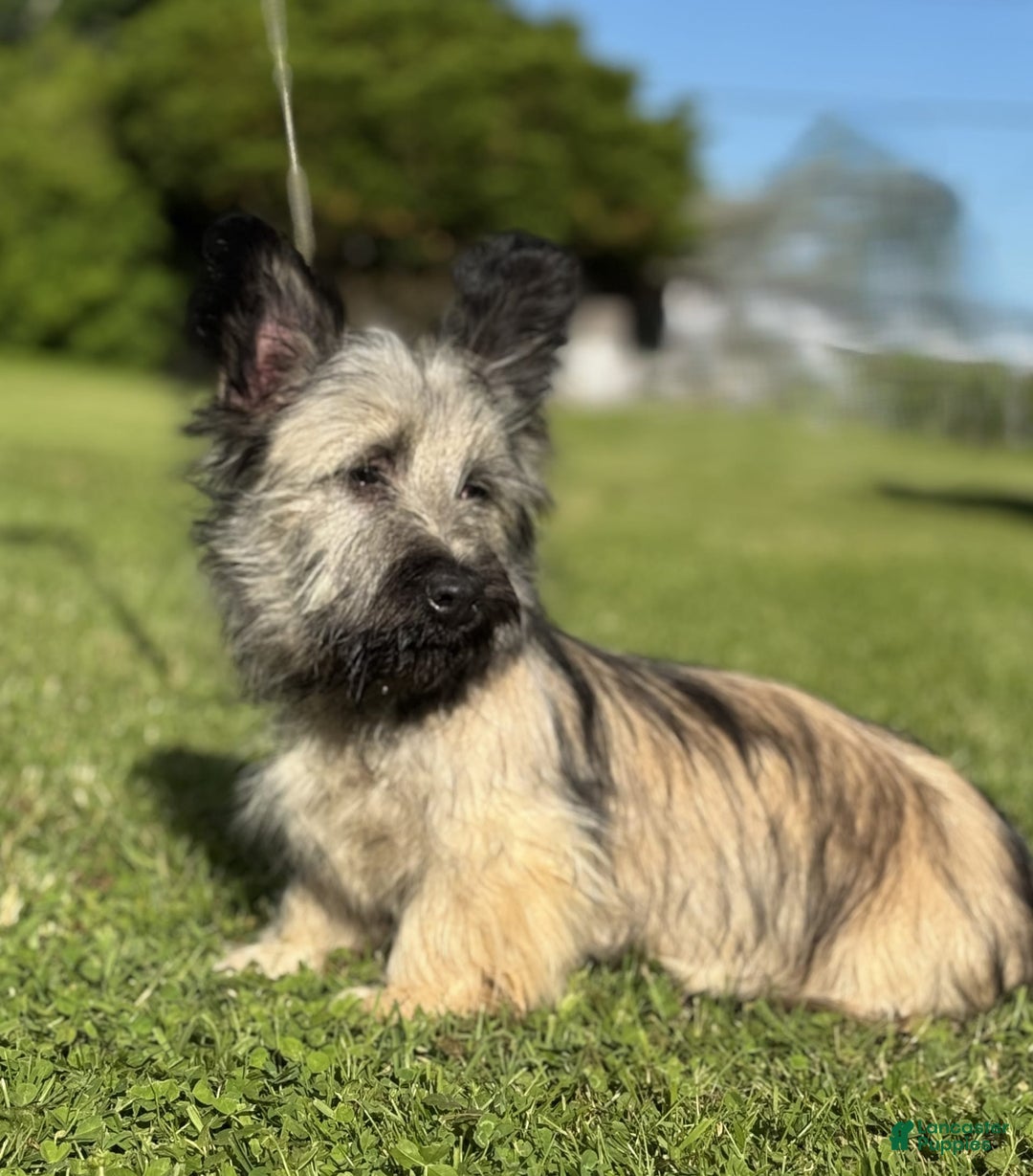 Skye Terrier dogs for sale: Vikki - Image 7
