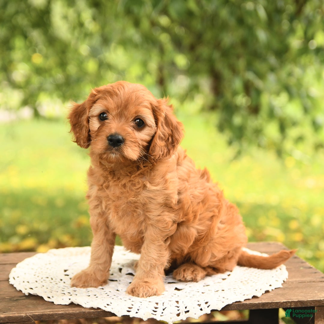 Cavapoo dogs for sale: Bella - Image 2