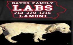 Labrador Retriever dogs for sale: Bam - Image 3