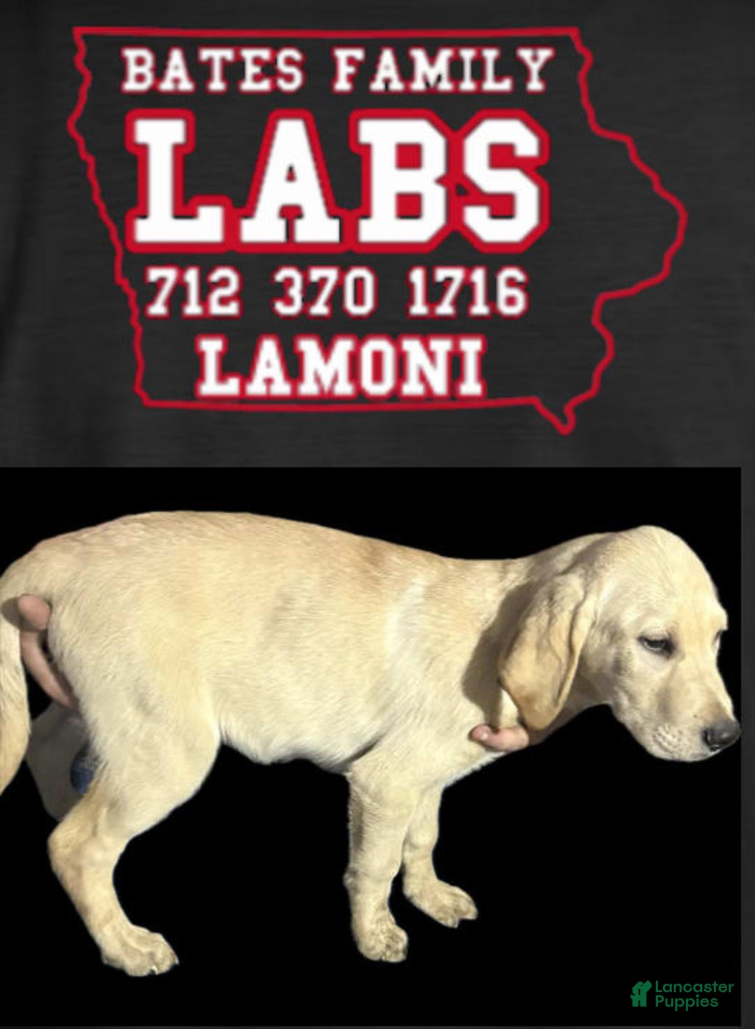 Labrador Retriever dogs for sale: Bam - Image 3