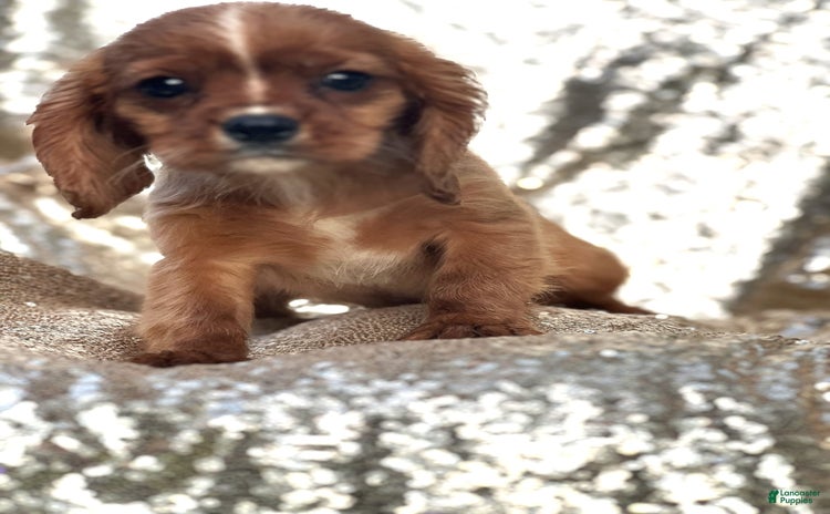 Cavalier King Charles Spaniel dogs for sale - Ad 5
