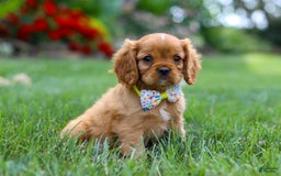 Cavalier King Charles Spaniel dogs for sale: Bradley - Image 2