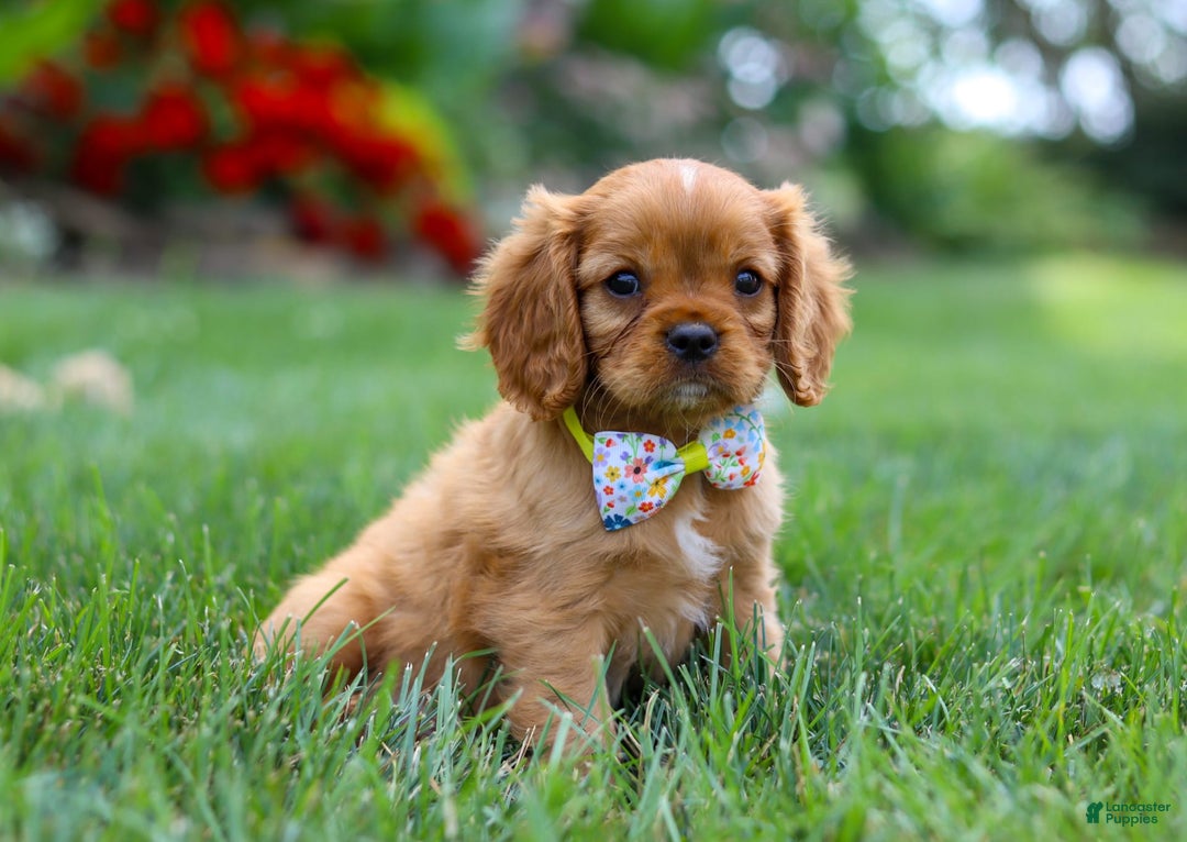 Cavalier King Charles Spaniel dogs for sale: Bradley - Image 2
