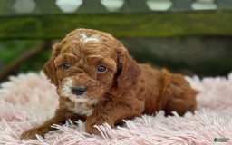 Cavapoo dogs for sale: Bella - Image 21