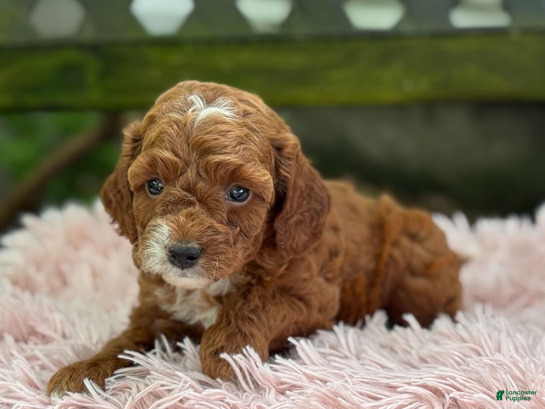 Cavapoo dogs for sale: Bella - Image 21