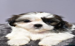 Shih Tzu dogs for sale: Uberta - Image 6