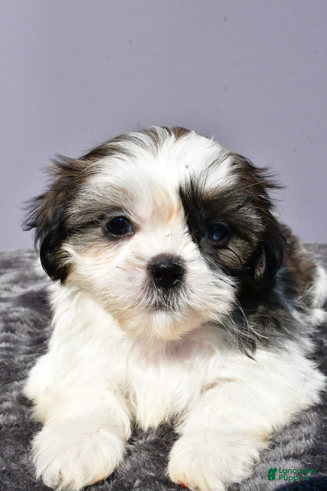 Shih Tzu dogs for sale: Uberta - Image 6