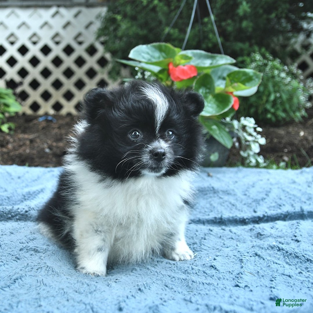 Pomeranian dogs for sale: Washington - Image 5