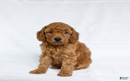 Miniature Poodle dogs for sale: Laurie - Image 2