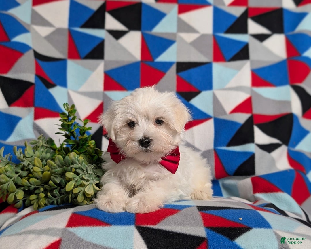 Maltese dogs for sale: Donegan Akc - Image 1